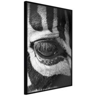 Poster Zebra Is Watching You 20x30
