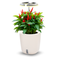 SMART GARDEN Aurelia Pro - samozalijevajuća tegla s LED lampom