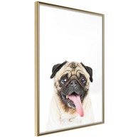 Poster Funny Pug 20x30